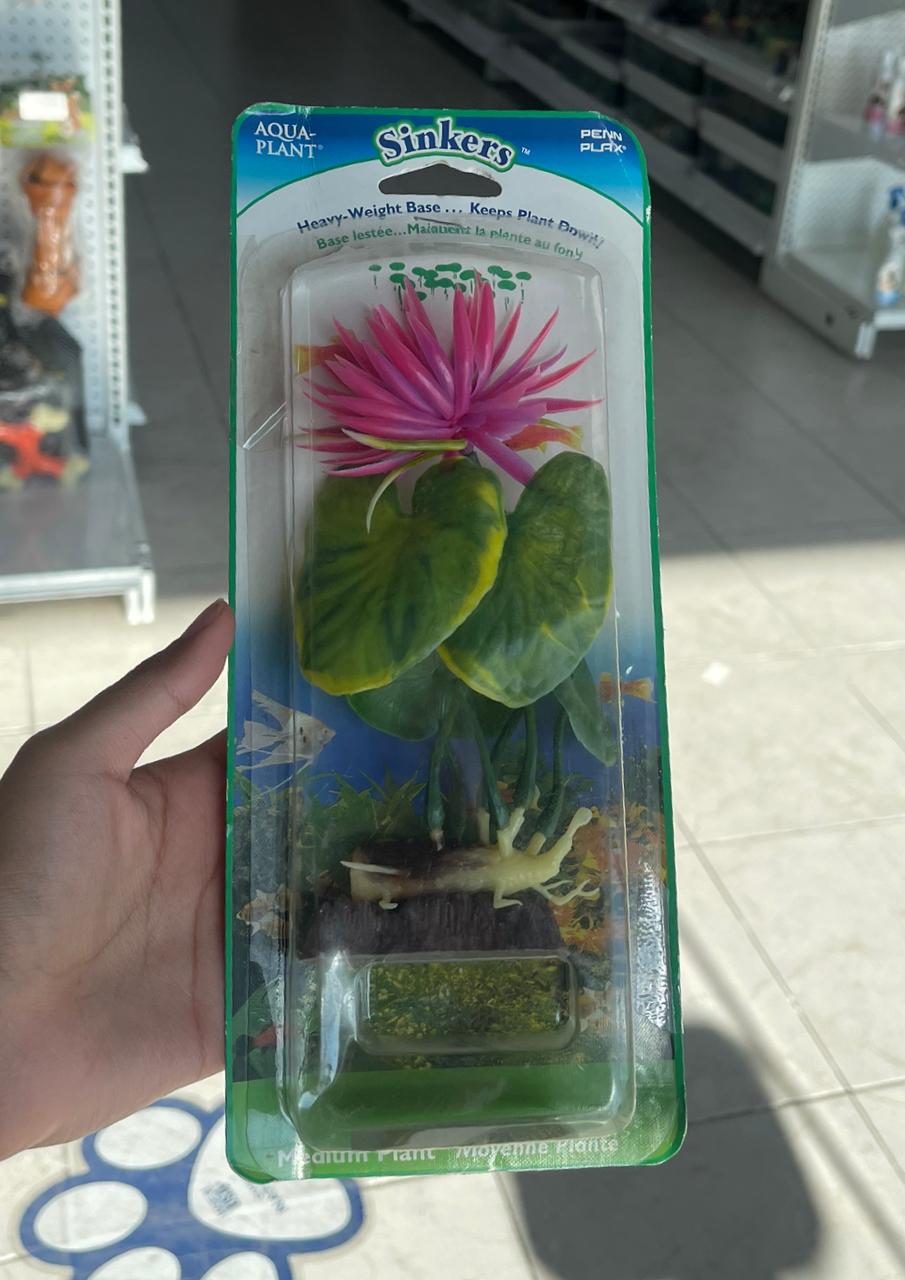 Planta Lilly roja