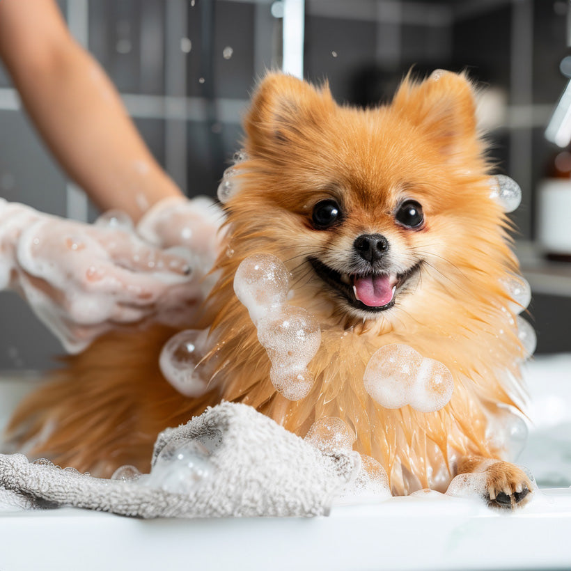 Servicio de Grooming o Vacunación Profesional | Akita Petshop